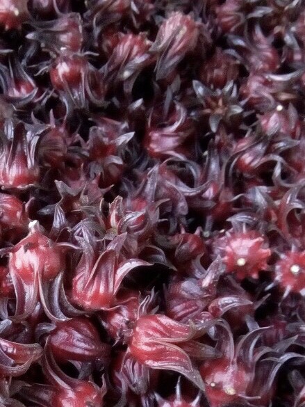 hoa atiso đỏ tươi